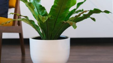 frunzele plantelor devin maro