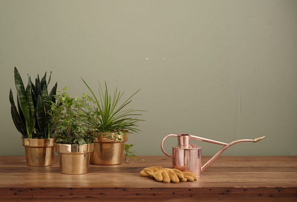 plante de apartament, ghivece de cupru, apa oxigenata