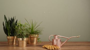 plante de apartament, ghivece de cupru, apa oxigenata