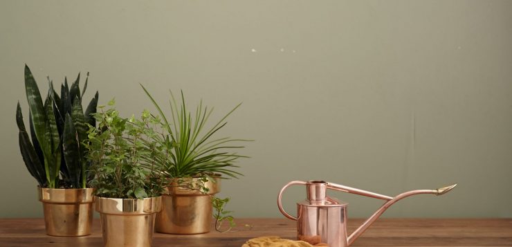 plante de apartament, ghivece de cupru, apa oxigenata