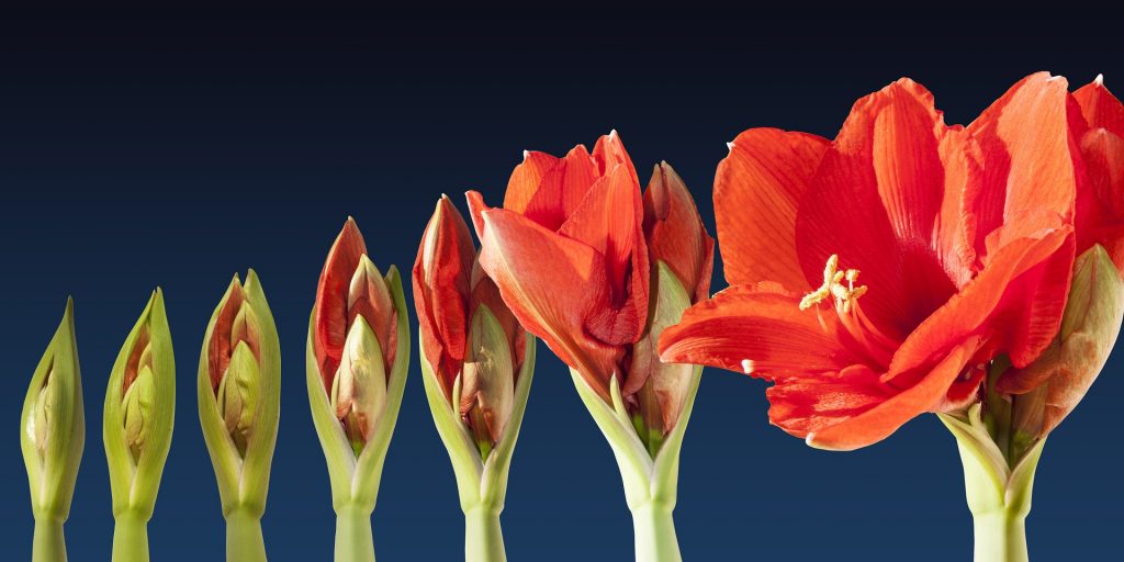 Amaryllis, crinul de iarna