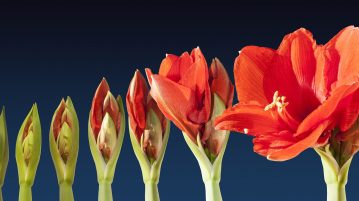 Amaryllis, crinul de iarna