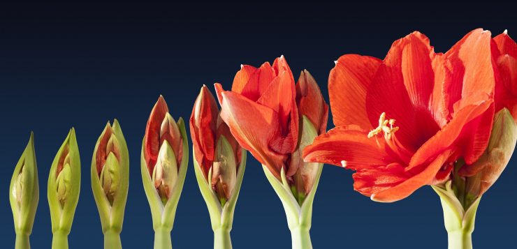 Amaryllis, crinul de iarna