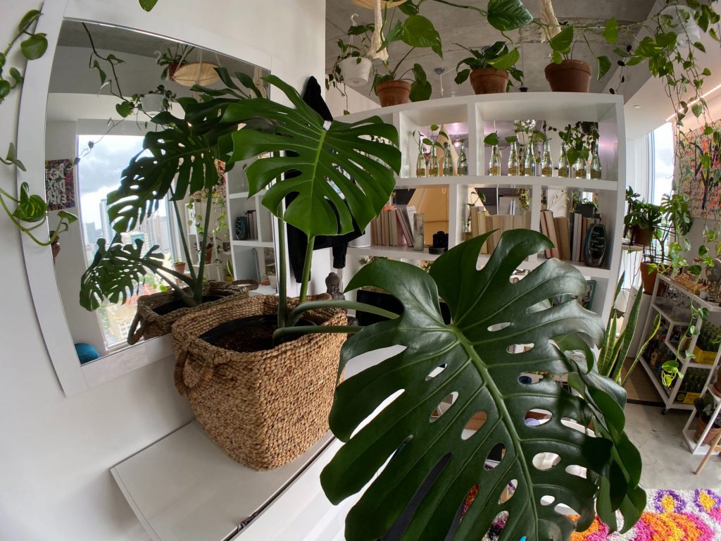plante de apartament, in casa plante, oaza verde