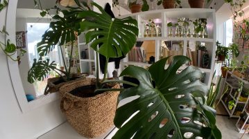 plante de apartament, in casa plante, oaza verde