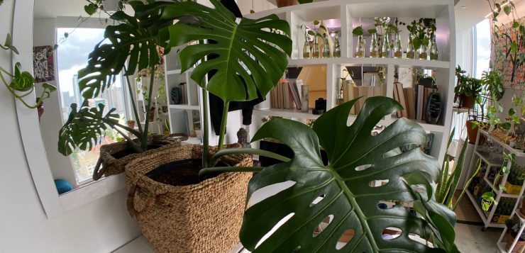 plante de apartament, in casa plante, oaza verde
