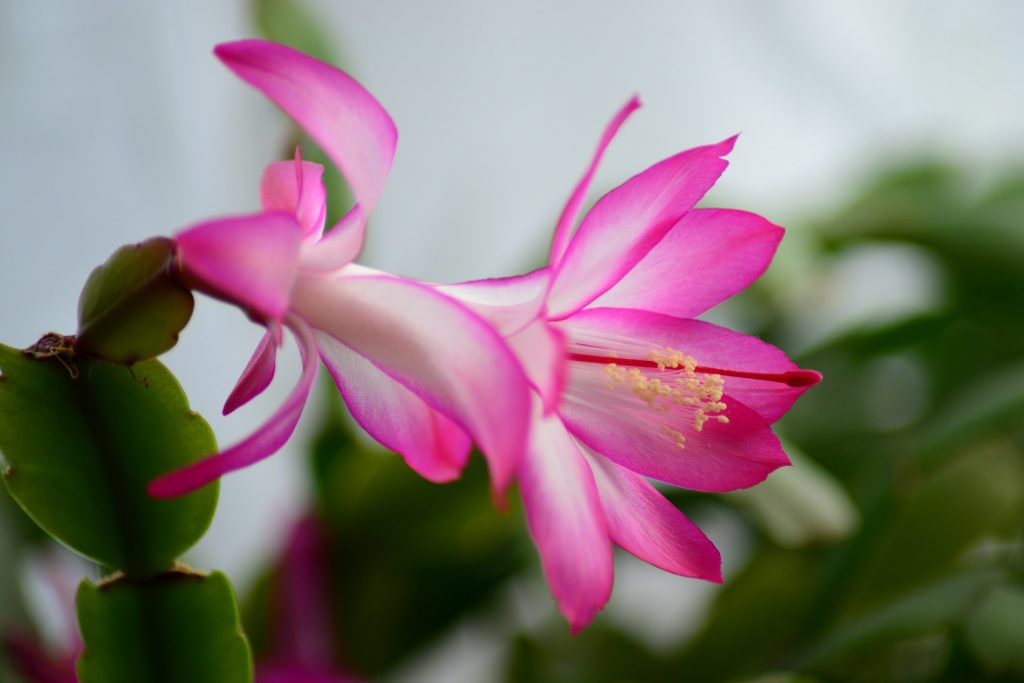 floare roz, Cactusul de Craciun