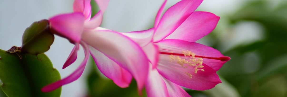 Cactusul de Crăciun. Ghid de îngrijire