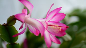floare roz, Cactusul de Craciun