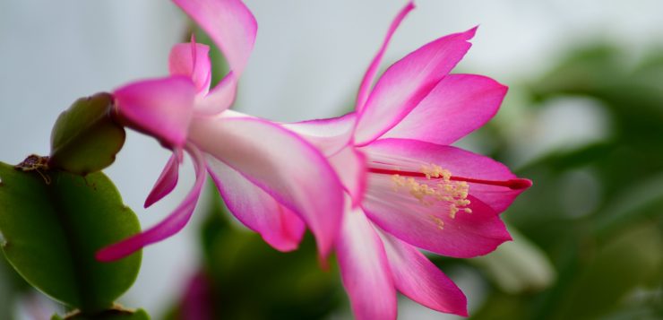 floare roz, Cactusul de Craciun