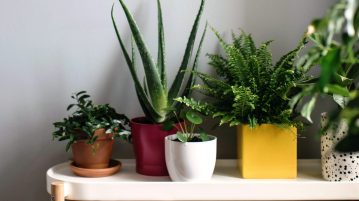 Îngrijirea plantelor de interior primăvară: 5 pași pentru fericirea lor