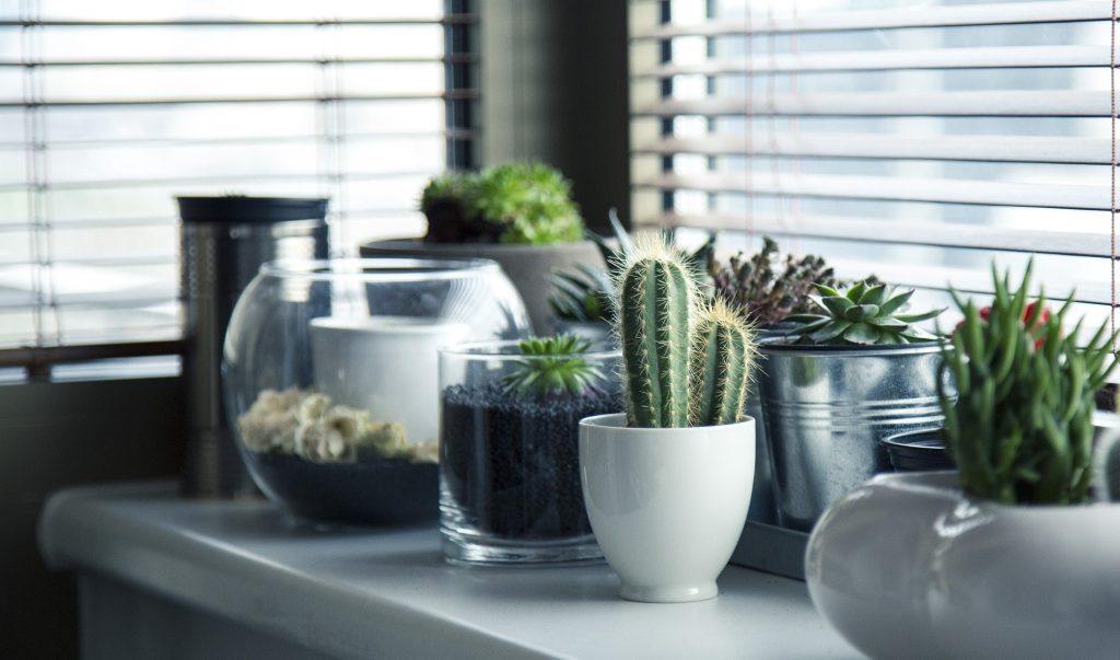 plantele de interior