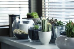 plantele de interior