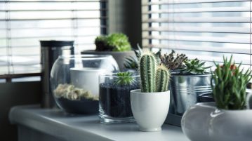 plantele de interior