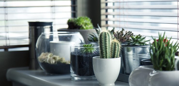 plantele de interior
